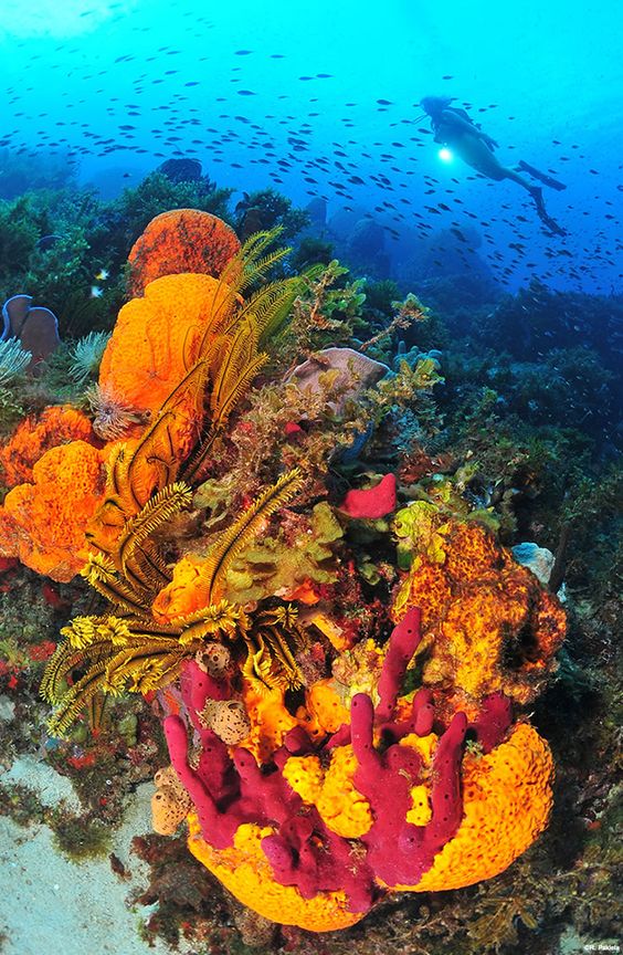 Activités sportives